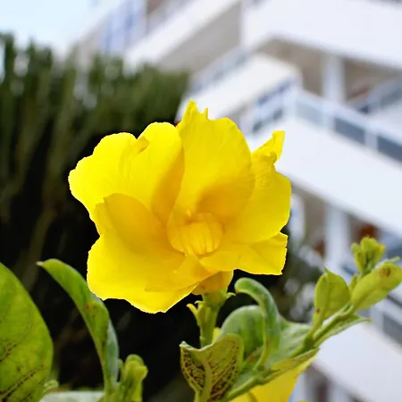 Appartement Calma
